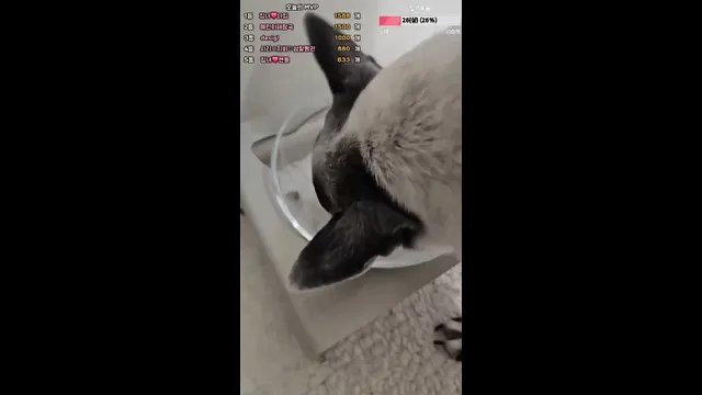 图片[4] - [Korean BJ] homegirl 2026-02-21 - KBJFan