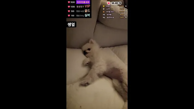 图片[1] - [Korean BJ] howru010 2025-02-08 - KBJFan